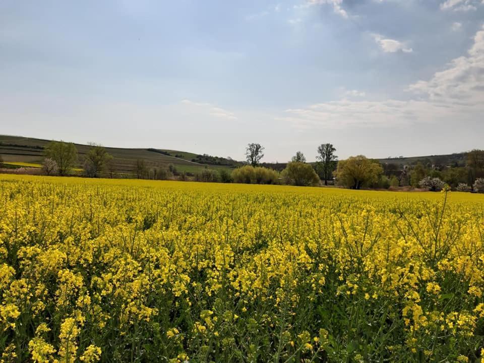 Ferienwohnung Im Schoenen Zellertal Wachenheim an der Weinstraße Exteriér fotografie